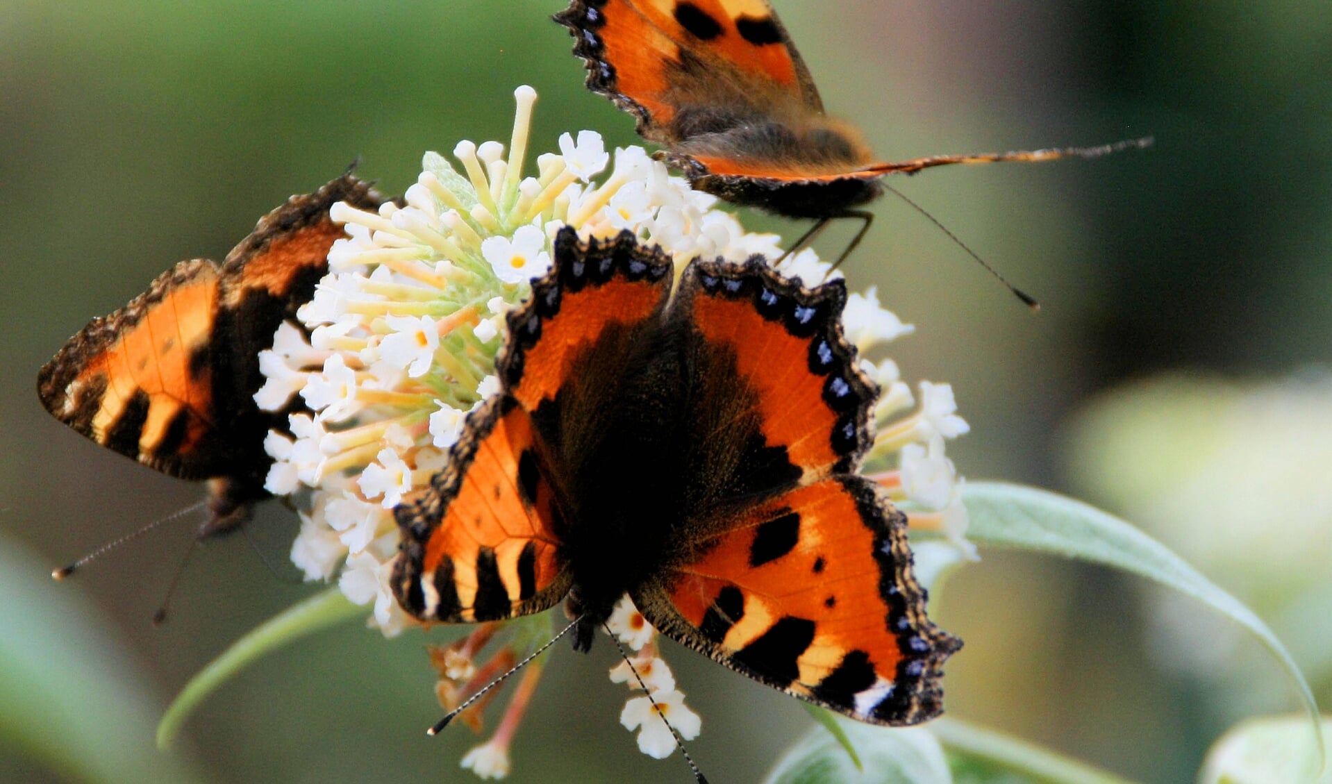 De gemeente wil graag meer vlinders in Zaanstad zien.