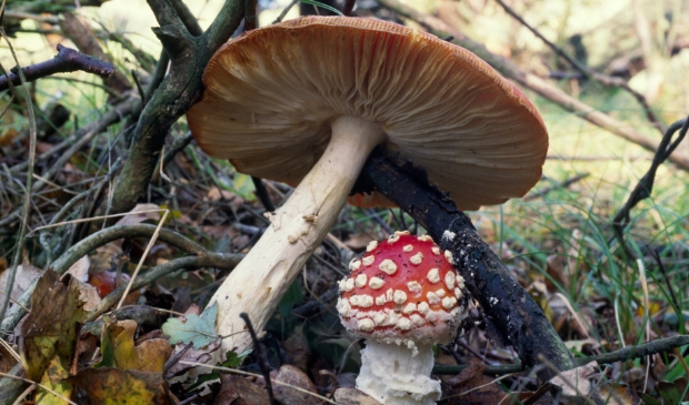 <p>Vliegenzwam.</p>