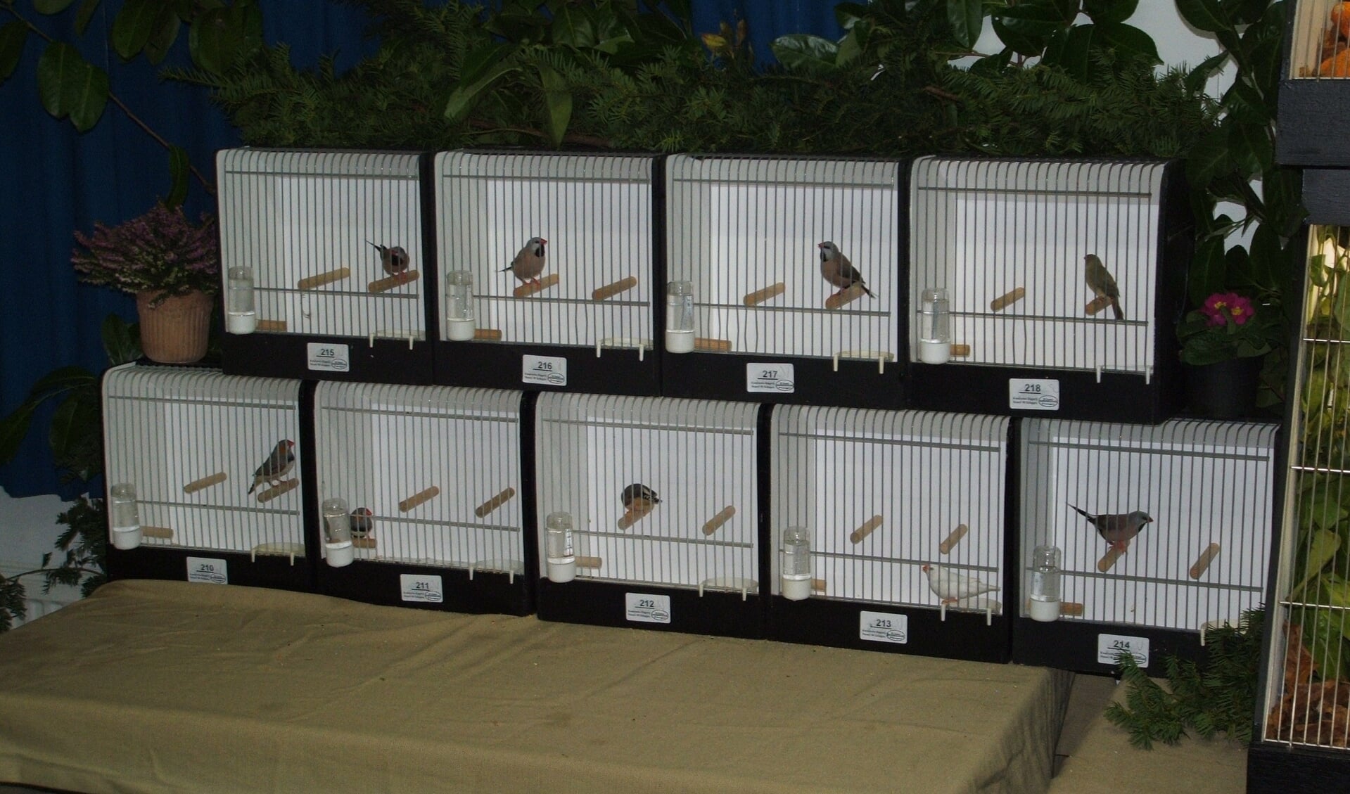 De vogels worden voor de tentoonstelling in speciale kooien geplaatst.