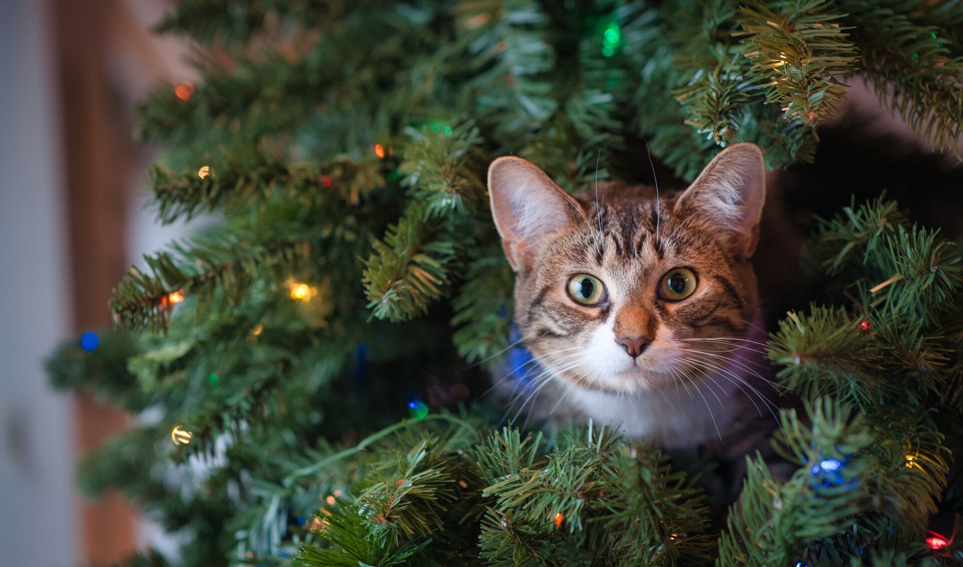 Zet de kerstboom op een strategische plek, waar je kat of hond minder makkelijk bij kan. 