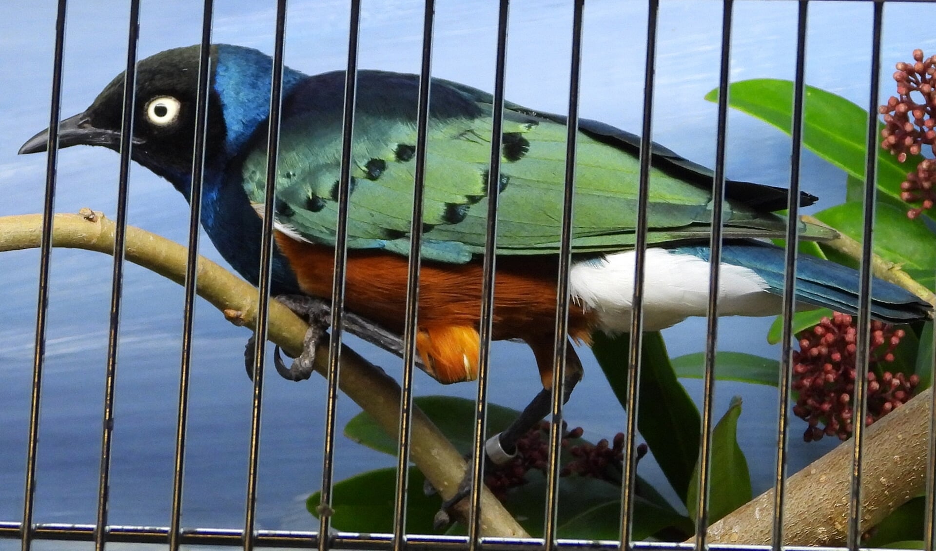 De mooiste vogels zijn te bewonderen en te koop in Lutjebroek.
