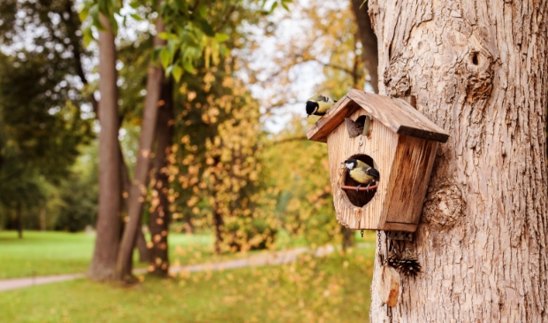 <p>Voldoet jouw tuin aan de vogelvoorwaarden? </p>