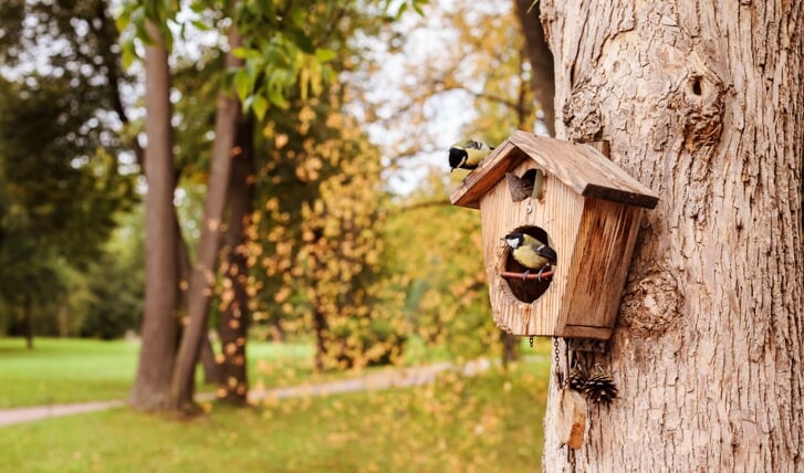 Voldoet jouw tuin aan de vogelvoorwaarden? 
