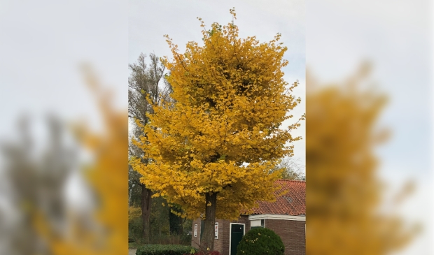 <p>De boom staat goudgeel te stralen. </p>