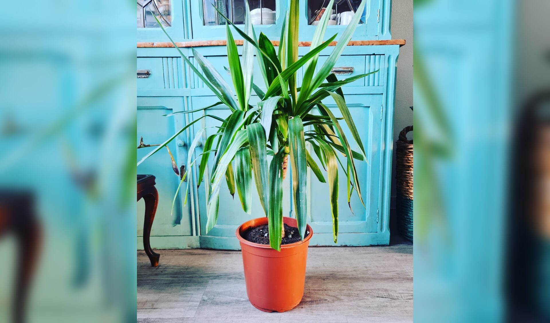 Bij Plantenasiel Castricum is een alocasia yucca binnen gebracht. 