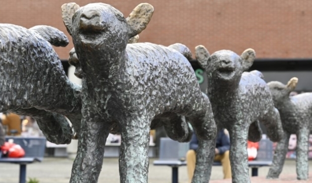 <p>De lammetjes van Gerrit Bolhuis zijn weer als nieuw.</p>