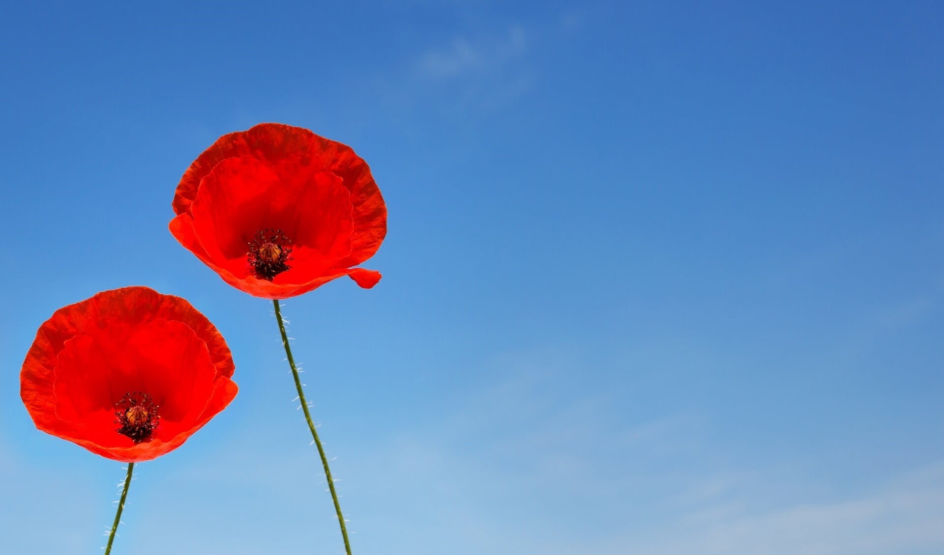 De dag wordt officieel ‘Remembrance Day’ genoemd. In de volksmond spreekt men ook wel van “Poppy Day”. De klaproos – poppy - is het symbool. 