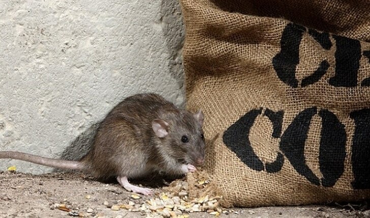 Veel mensen zijn bang voor ratten.