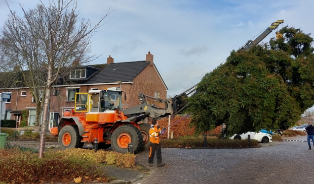 <p>De boom op de goede plek krijgen is altijd een beste klus.</p>