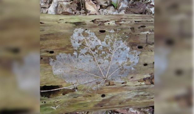 <p>Blad</p>
