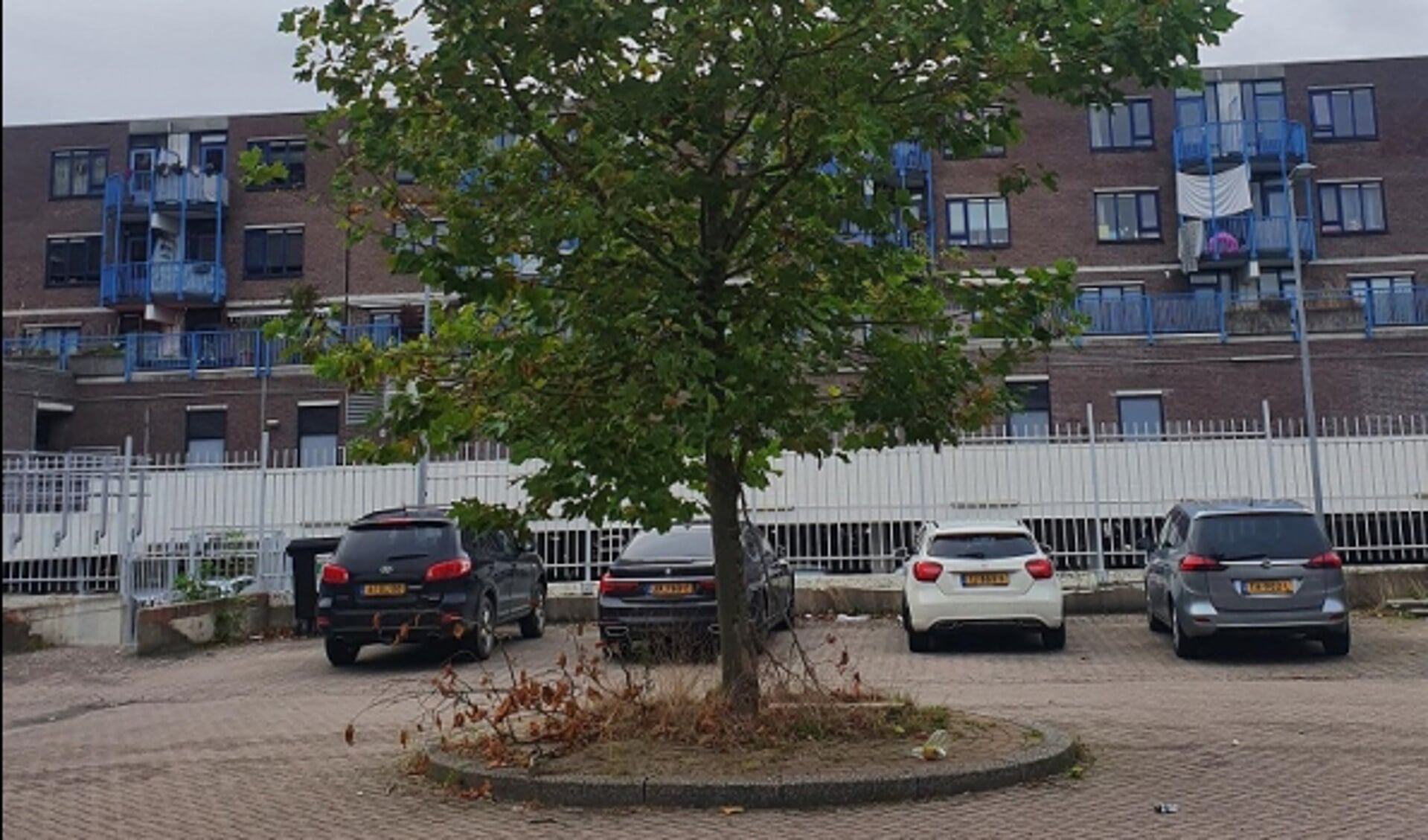 De boom staat in de weg in bij de Mare, maar is welkom op het schoolplein. 