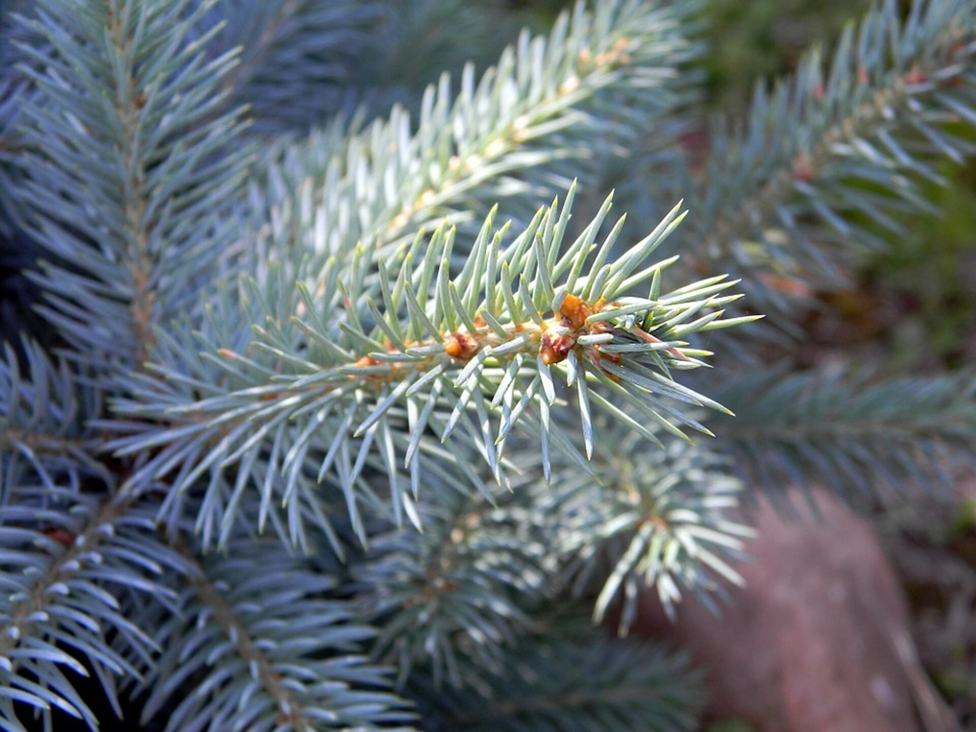 Gemeente Hollands Kroon houdt op woensdagmiddag 12 januari een kerstbomeninzamelactie. 
