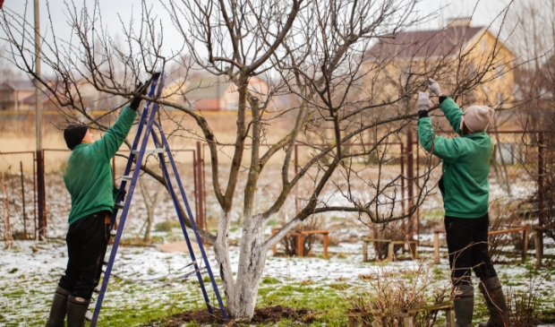 <p>In de winter heeft de tuin meer onderhoud nodig dan in de zomer. Dat vraagt om de nodige aanpassingen </p>