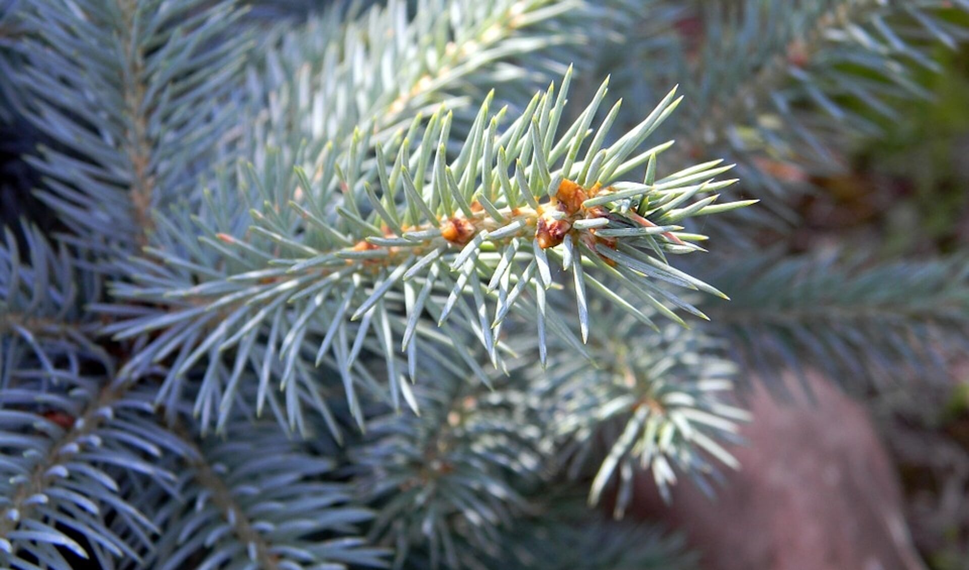 Inwoners van de gemeente Hoorn kunnen van 3 tot en met 7 januari hun kerstboom laten ophalen.