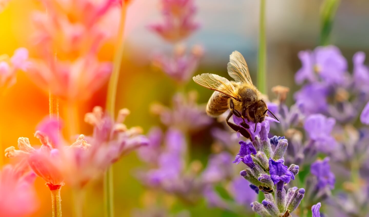 Wist je dat bijen 70% van alle voedselgewassen op aarde verzorgen? 