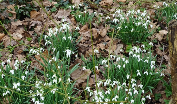 <p>Sneeuwklokjes, ze zijn er weer.</p>