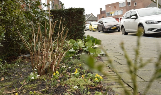 Bollen verwelkomen de lente.