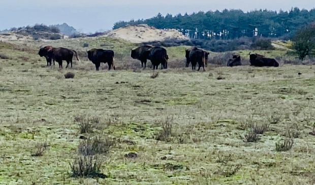 <p>Bizons/Wisenten in Nationaal Park Zuid-Kennemerland.</p>