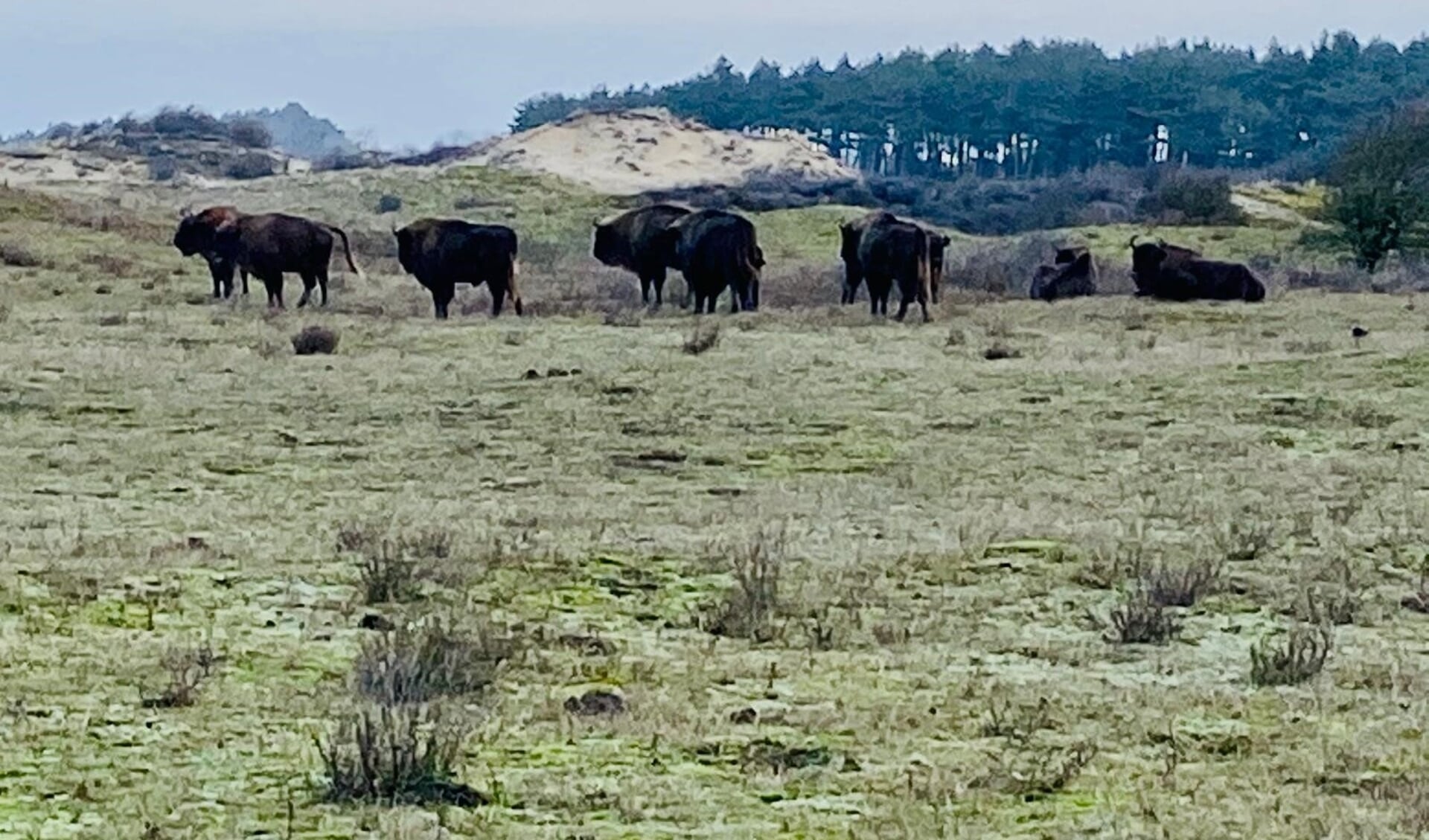 Bizons/Wisenten in Nationaal Park Zuid-Kennemerland.