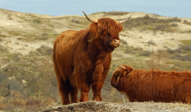 <p>Ze voelen zich dan ook erg thuis in de duinen </p>