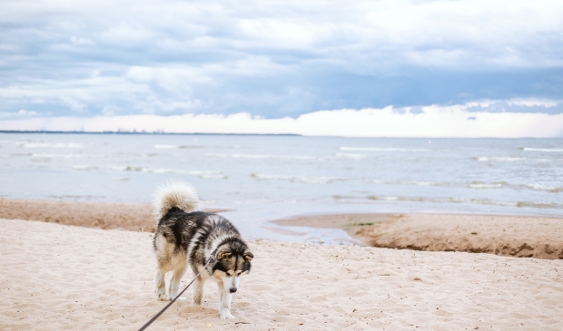 <p>Noordzeestrand wordt schoner.</p>
