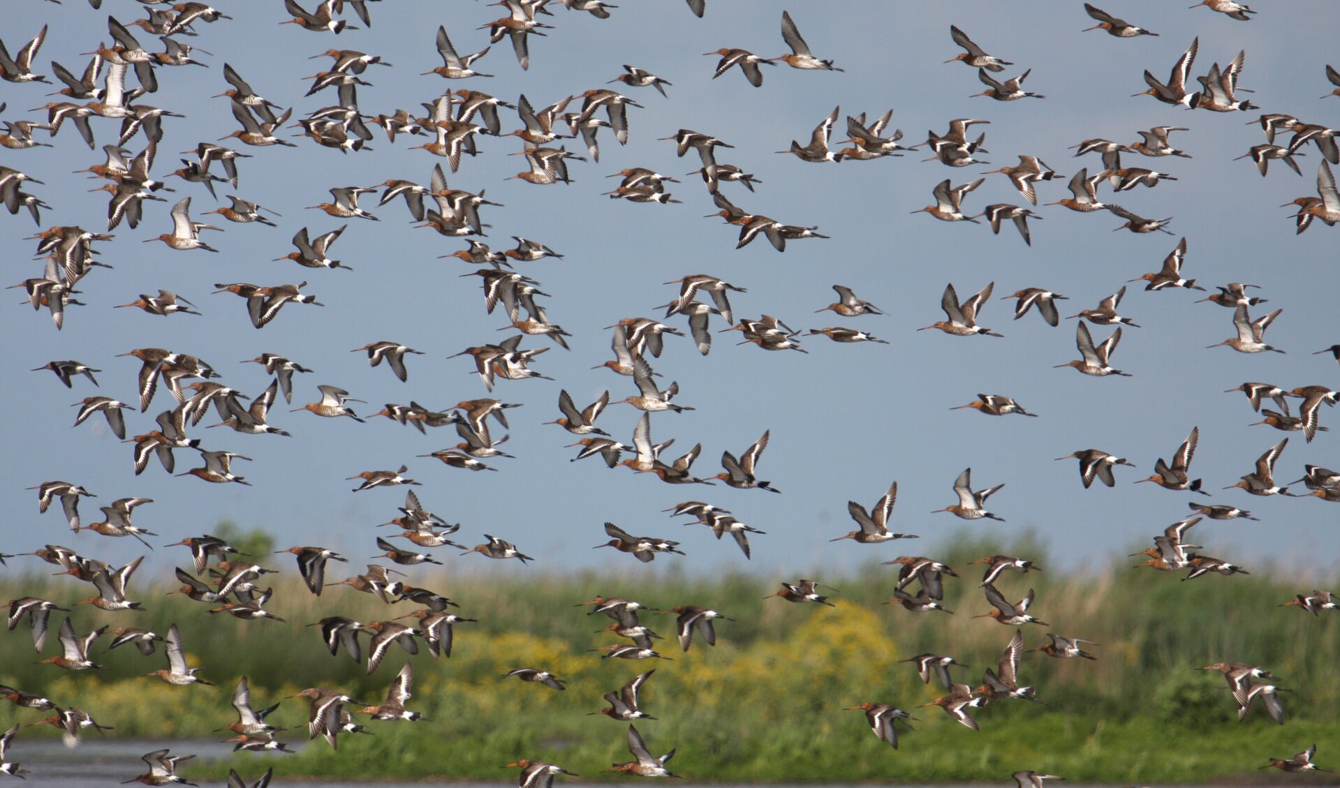 De Schaalsmeerpolder is een zeer vogelrijk gebied in het Wormer- en Jisperveld. Dit is het grootste aaneengesloten veenweidegebied van West-Europa.