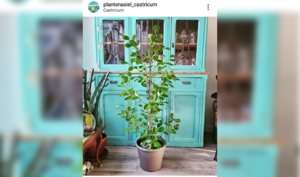 <p>De ficus benjamin? Of is het een andere ficus?</p>