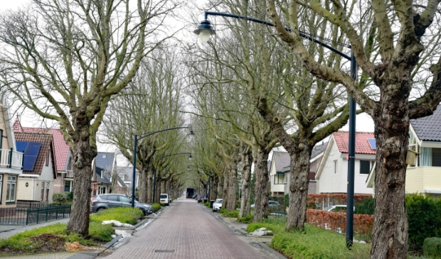<p>Zieke kastanjebomen aan de Stationsweg</p>