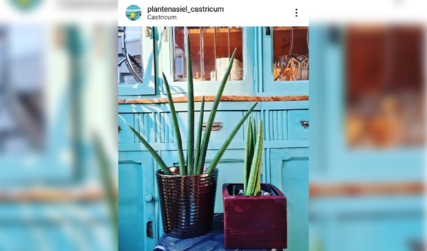 <p>De sansevieria cylindrica wacht op een nieuw baasje.</p>