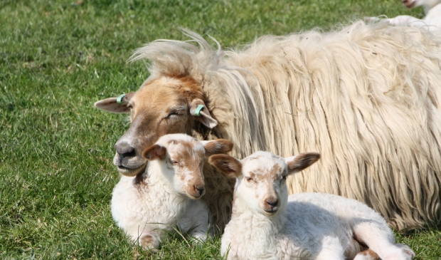 <p>Begin april worden de eerste lammetjes bij het MAK geboren.</p>