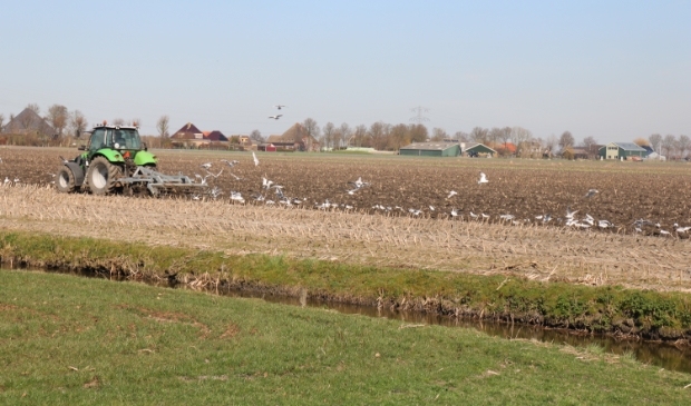 <p>De meeuwen kregen een heerlijk maal.</p>