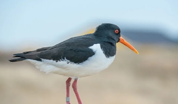 <p>Aaldrik Pot deed onderzoek naar broedsucces van onder meer scholeksters op Rottumerplaat.</p>