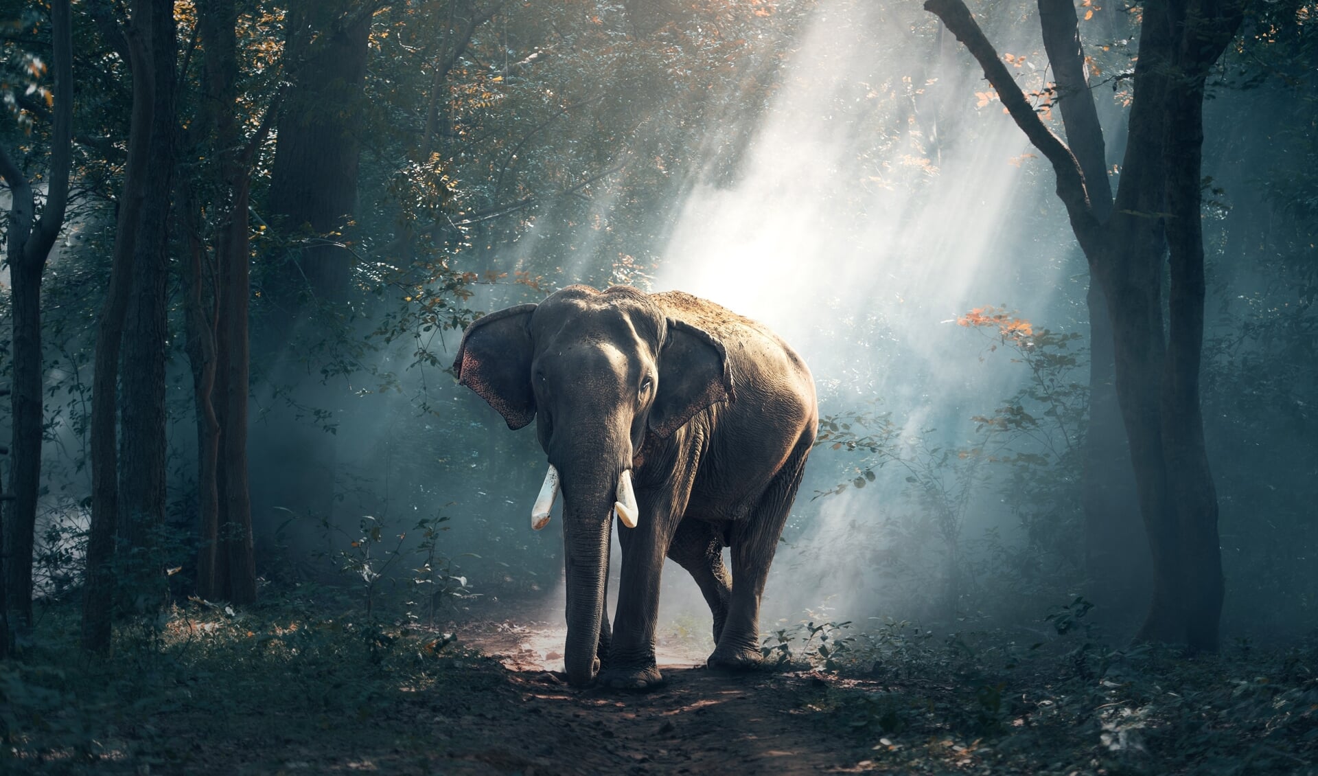 Alhoewel een olifant in het Nederlandse bos onwaarschijnlijk is, zit de Nederlandse natuur boordevol verrassingen