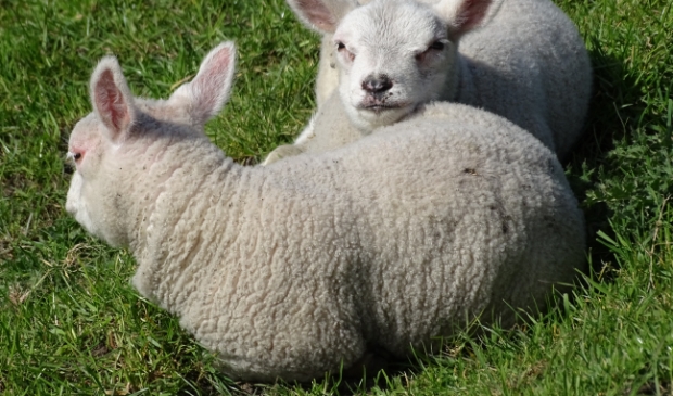 <p>Lammetjes, één van de voorboden van de lente.</p>