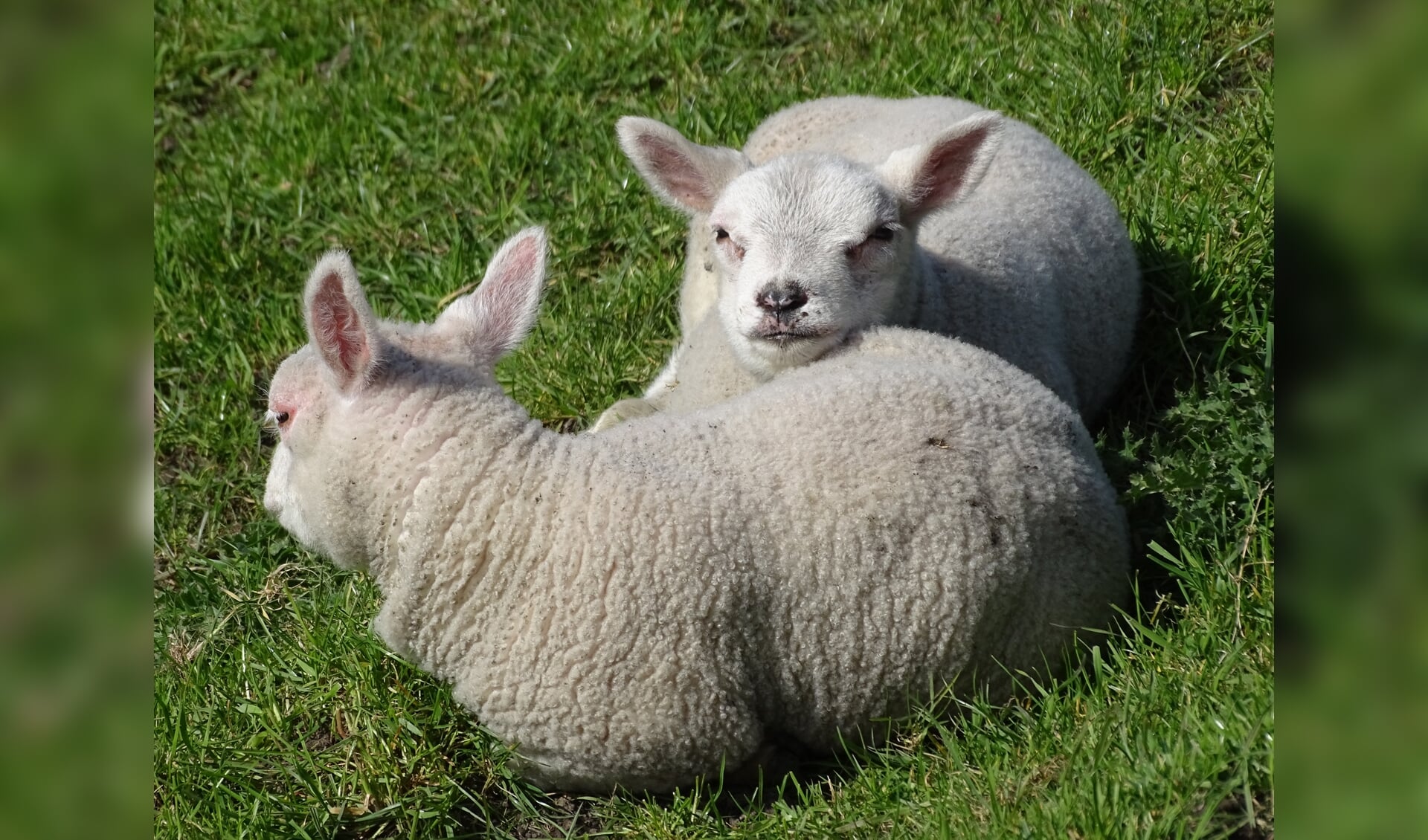 Lammetjes, één van de voorboden van de lente.