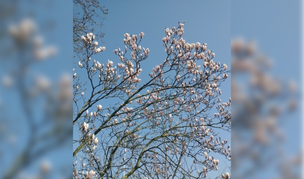 <p>Magnolia in bloei.</p>