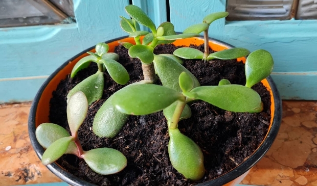 <p>Deze Jadeplant is binnengebracht voor adoptie.</p>