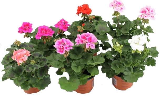 <p>Steun de vereniging en bestel geraniums bij HV Blokker. </p>