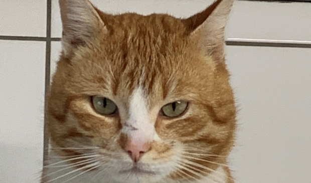 <p>Wie heeft er een plekje voor Max?</p>