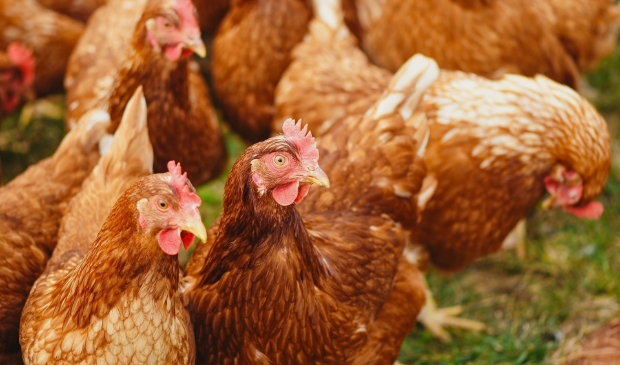 <p>27 kippen doodgebeten door vos in Broek in Waterland.</p>