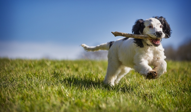 <p>Honden moeten op bepaalde uren worden aangelijnd op het recreatieterrein De Weijver.</p>