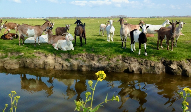 <p>De natuur als inspiratiebron voor pennenvruchten die plakwoorden voor de geest opleveren... </p>