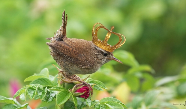 <p>Vind de koning van de tuin,</p>