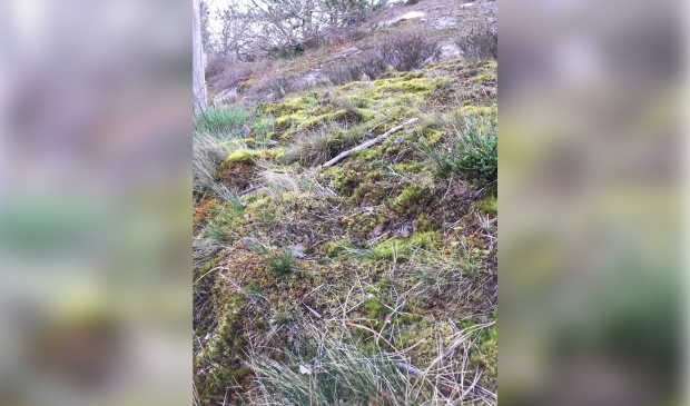 <p>Het mooie korstmos-dennenbos in Schoorl.</p>