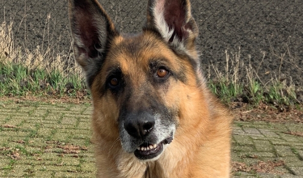 <p>Benz zoekt baasje!</p>