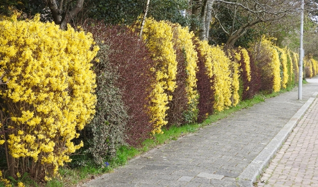 <p>Gele muur op de Cieweg.</p>