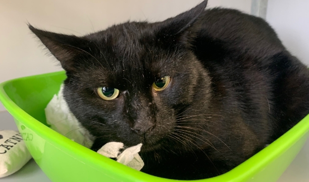 <p>Kater Joep wil graag een nieuw huis.</p>