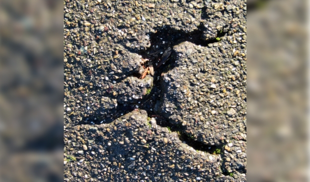 <p><strong>Werk van Miriam </strong><strong>van ’t</strong><strong> Hoff – Kooij</strong></p>