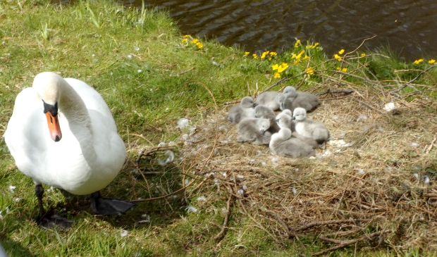 <p>Moeder Zwaan en haar negen jonkies....</p>