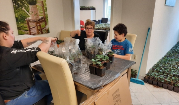 <p>De cyclamen werden vakkundig ingepakt door vele vrijwilligers. </p>